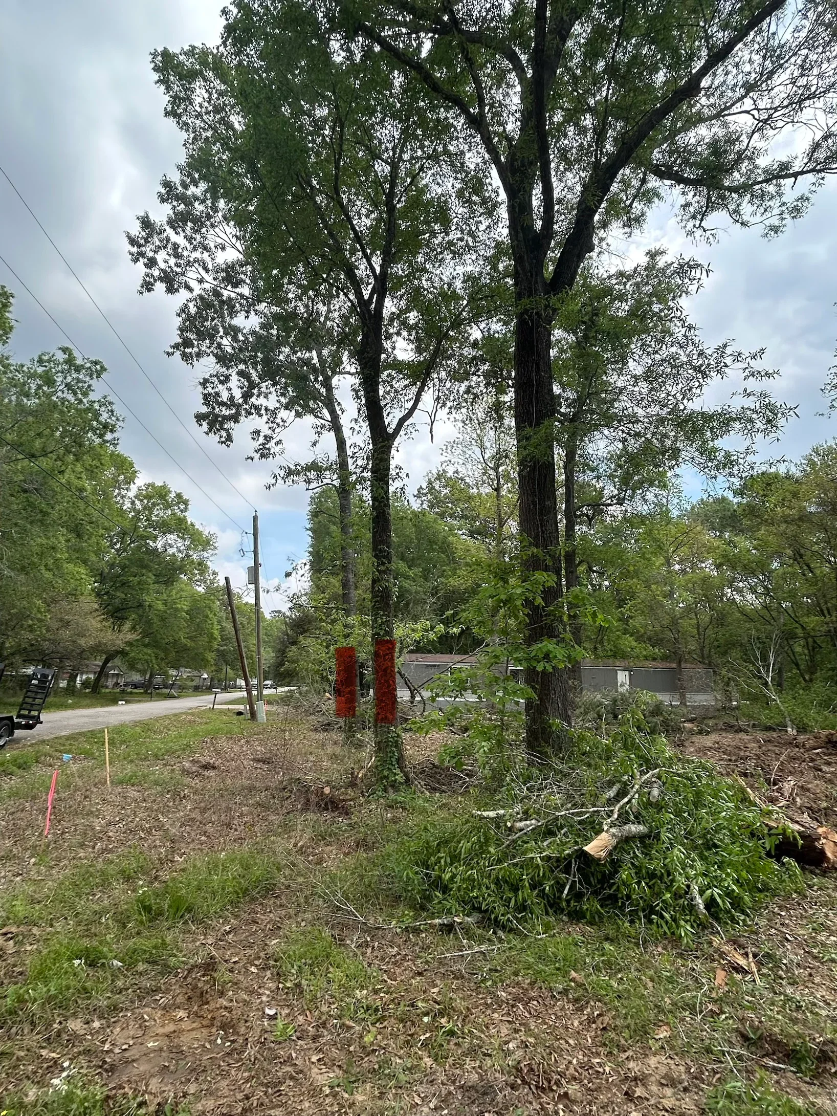 Cleared residential lot with removed branches and debris, mature trees, mulched ground